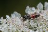 Hylaeus variegatus